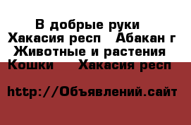 В добрые руки - Хакасия респ., Абакан г. Животные и растения » Кошки   . Хакасия респ.